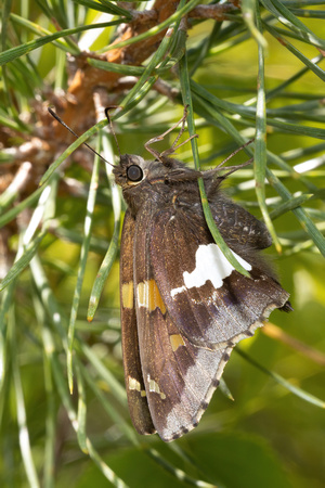 Skipper - Silver-spotted - 6/26/22 - Townsend