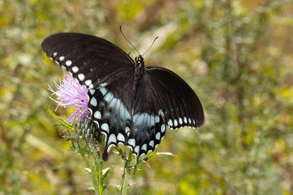 Swallowtail - Spicebush - 8/26/22 - Crane WMA