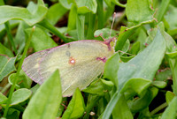 Clouded Sulphur Wareham MA 10-2-20