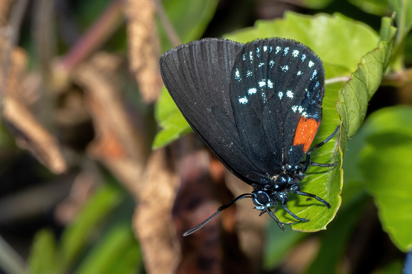 Atala