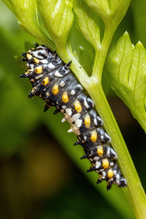Swallowtail - Black - caterpillar - 8/30/22 - Wareham
