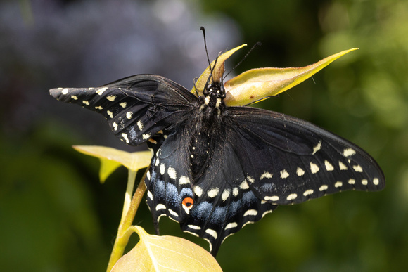 Swallowtail - Black - 5/10/23 - Soule Homestead