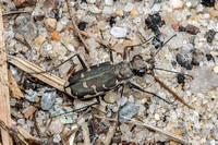 Bronze Tiger Beetle - MSSF - 4/29/23