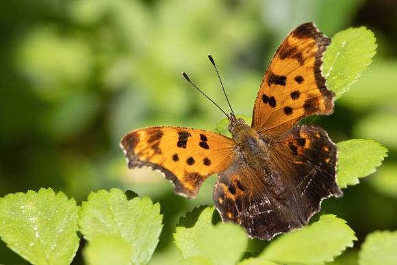 Eastern Comma - 6/21/23 - Oliver Mill House
