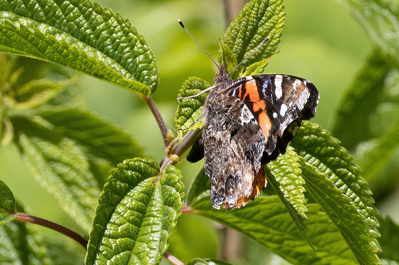 Red Admiral - 6/21/23 - Oliver Mill House