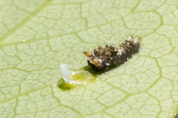 Swallowtail - Spicebush - caterpillar - 5/29/23 - Wareham