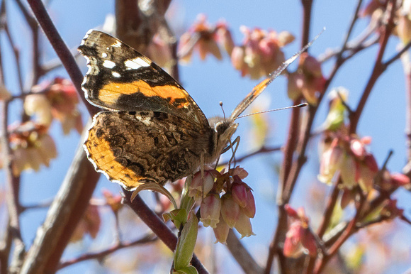 Red Admiral - 4/6/23 - MSSF