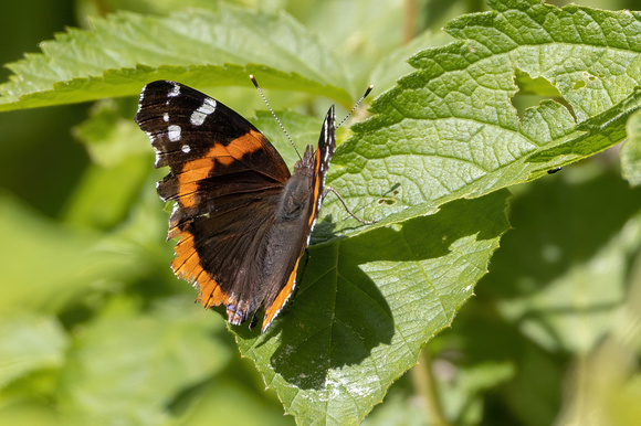 Red Admiral - 6/21/23 - Oliver Mill House