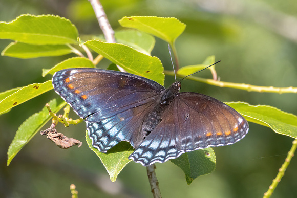 Red-spotted purple - 6/19/23 - Great Neck Audubon