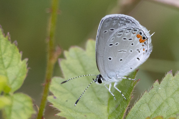 Eastern tailed-blue - 6/25/23 - MSSF