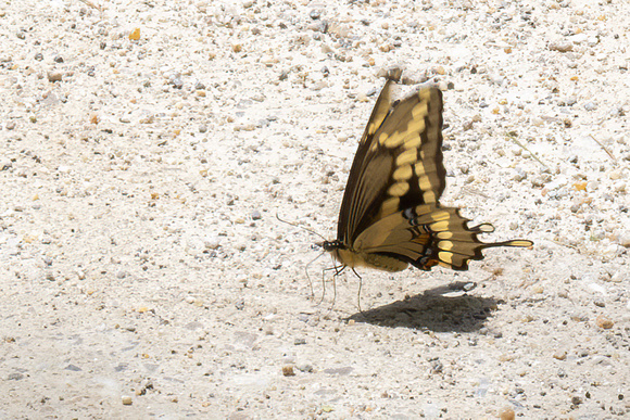 Swallowtail - Giant - 6/5/22 - Bartholemew's Cobble