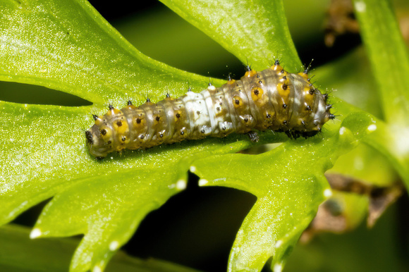 Swallowtail - Black - caterpillar - 8/30/22 - Wareham