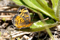 Pearl Crescent at Parlowtown Rd