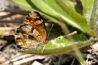 Pearl Crescent at Parlowtown Rd