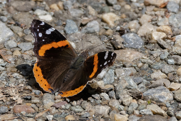Red Admiral - 5/27/23 - Graylock