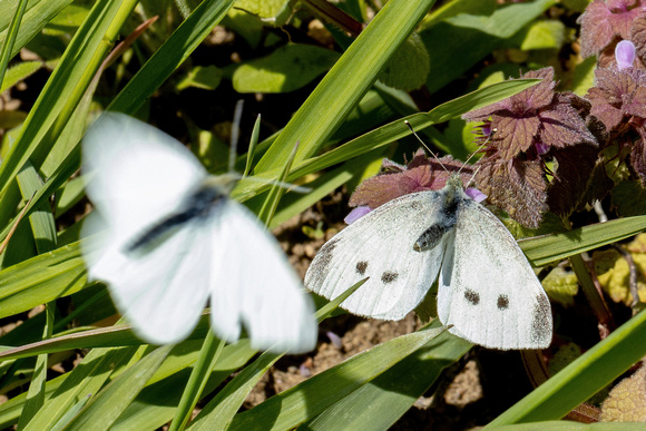 Cabbage White - 5/10/23 - Soule Homestead