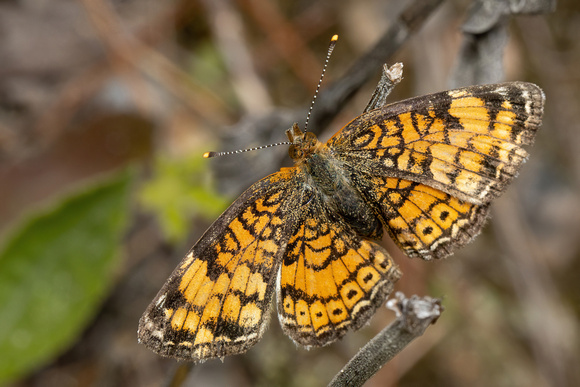 Pearl Crescent - 6-8-23 - Marion