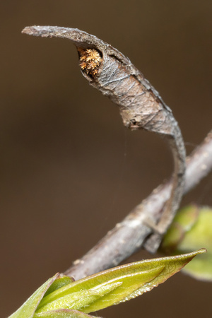 Red-spotted purple - caterpillar in hibernaculum - MSSF 4/22/23