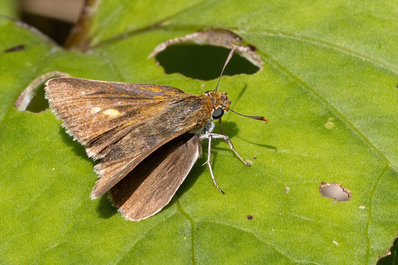 Skipper - Two-spotted - 7/15/23 - October Mtn