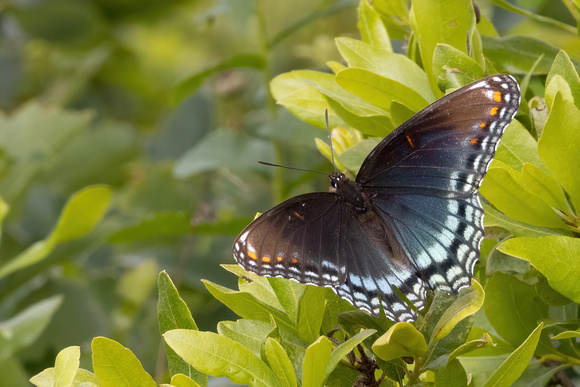 Red-spotted purple - 7/8/23 - JBCC