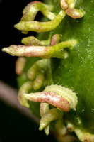Azure - Cherry Gall - caterpillar - 6/11/23 - Broad Meadow Brook