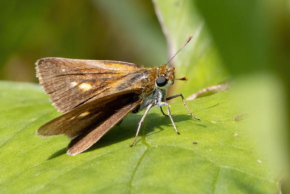 Skipper - Two-spotted - 7/15/23 - October Mtn