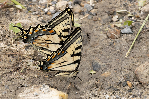 Swallowtail - Canadian Tiger - 7/15/23 October Mtn