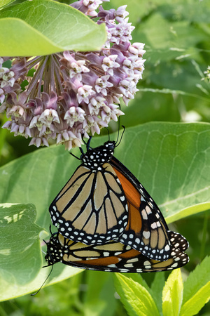 Monarchs - 7/6/23 - Noquochoke WMA