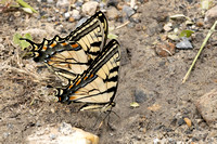 Canadian Tiger Swallowtails