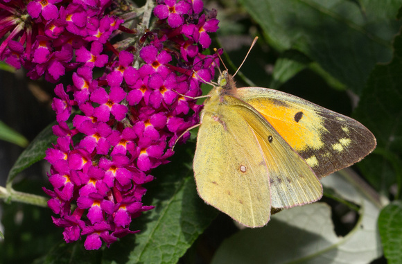 Orange Sulphur - Wareham, MA 10-1-20