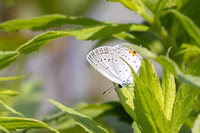Eastern Tailed-blue