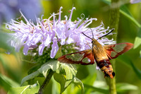 Hummingbird Clearwing moth