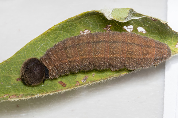 Cloudywing - Southern - Caterpillar - 8/12/23 - from Sam Jaffe