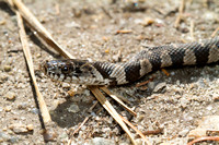 baby water snake - Marion MA 4-20-21