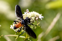 Swift Feather-legged Fly