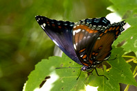 Red spotted-purple (Admiral)