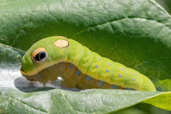 Swallowtail - Spicebush - caterpillar - 8/20/23 - Wareham