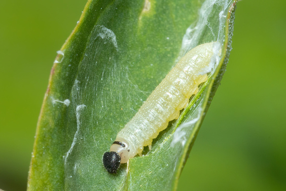 Sootywing - Common - caterpillar - 9/2/23 - Northampton