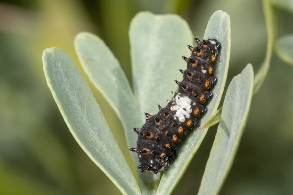 Swallowtail - Black - caterpillar - 9/2/23 - Northampton