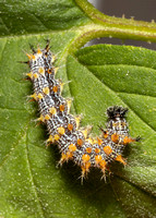 Question Mark Caterpillar on hops