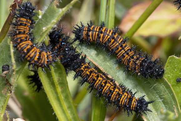 Checkerspot - Baltimore - caterpillars - 5/14/22 - Crane WMA