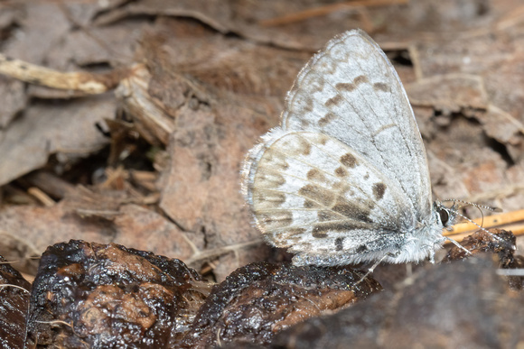 Azure - form POO-cia - 4/14/22 - Parlowtown