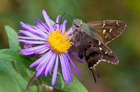 Long-tailed Skipper Wareham MA 9-25-20