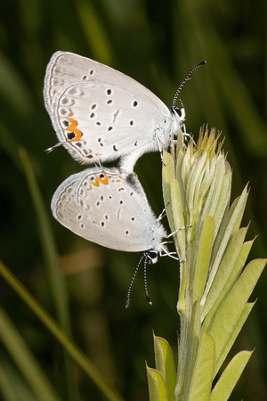 Eastern tailed-blue - mating pair - 6/24/22 - MSSF