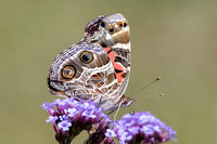 American Lady - Wareham - 6/10/24