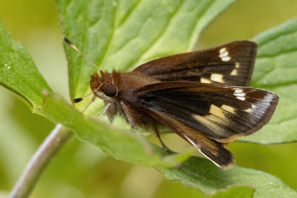 Skipper - Zabulon - Female - Wareham - 5/20/24