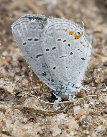 Eastern tailed-blue - 4/23/22 - MSSF