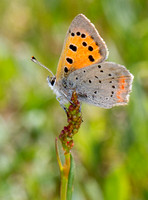 Butterflies of Wareham