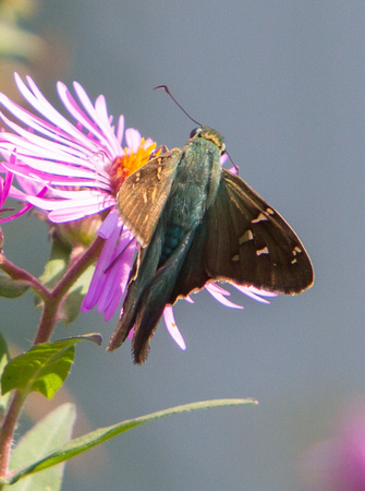 Long-tailed Skipper Wareham MA 9-25-20