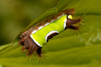 Saddleback caterpillar - 9/10/22 - Dartmouth
